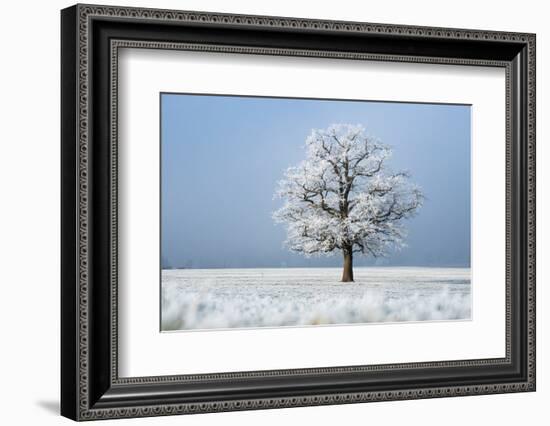 Oak tree covered in hoarfrost in frosty field in winter, Germany-Konrad Wothe-Framed Photographic Print