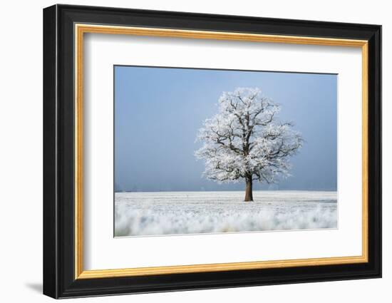 Oak tree covered in hoarfrost in frosty field in winter, Germany-Konrad Wothe-Framed Photographic Print