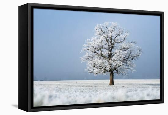 Oak tree covered in hoarfrost in frosty field in winter, Germany-Konrad Wothe-Framed Premier Image Canvas