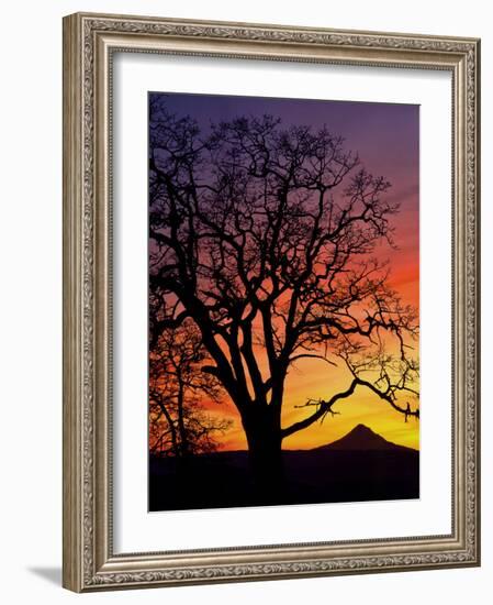 Oak Tree Framing Mt. Hood at Sunset, Columbia River Gorge National Scenic Area, Oregon, USA-Steve Terrill-Framed Photographic Print