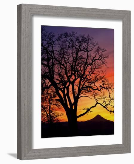 Oak Tree Framing Mt. Hood at Sunset, Columbia River Gorge National Scenic Area, Oregon, USA-Steve Terrill-Framed Photographic Print