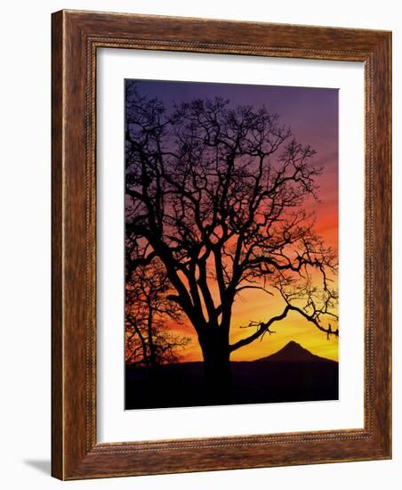 Oak Tree Framing Mt. Hood at Sunset, Columbia River Gorge National Scenic Area, Oregon, USA-Steve Terrill-Framed Photographic Print