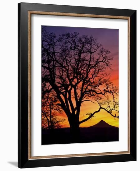 Oak Tree Framing Mt. Hood at Sunset, Columbia River Gorge National Scenic Area, Oregon, USA-Steve Terrill-Framed Photographic Print