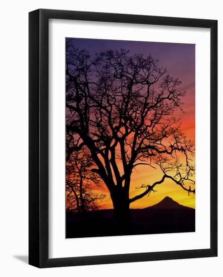 Oak Tree Framing Mt. Hood at Sunset, Columbia River Gorge National Scenic Area, Oregon, USA-Steve Terrill-Framed Photographic Print