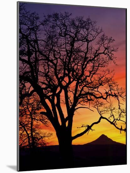 Oak Tree Framing Mt. Hood at Sunset, Columbia River Gorge National Scenic Area, Oregon, USA-Steve Terrill-Mounted Photographic Print