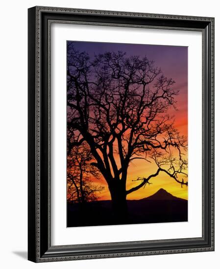 Oak Tree Framing Mt. Hood at Sunset, Columbia River Gorge National Scenic Area, Oregon, USA-Steve Terrill-Framed Photographic Print