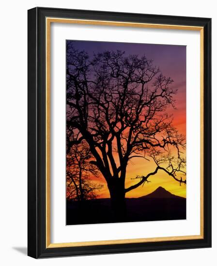 Oak Tree Framing Mt. Hood at Sunset, Columbia River Gorge National Scenic Area, Oregon, USA-Steve Terrill-Framed Photographic Print