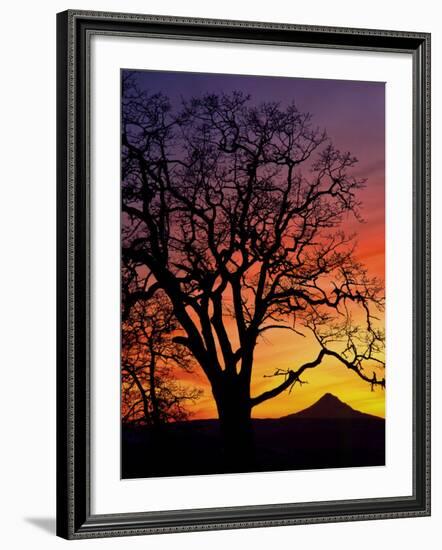 Oak Tree Framing Mt. Hood at Sunset, Columbia River Gorge National Scenic Area, Oregon, USA-Steve Terrill-Framed Photographic Print