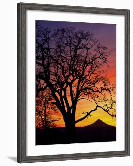 Oak Tree Framing Mt. Hood at Sunset, Columbia River Gorge National Scenic Area, Oregon, USA-Steve Terrill-Framed Photographic Print