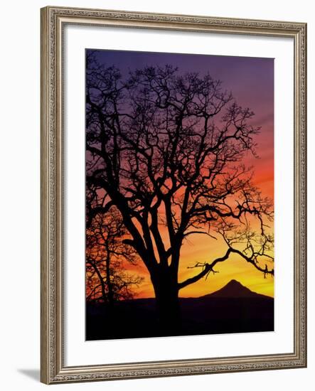 Oak Tree Framing Mt. Hood at Sunset, Columbia River Gorge National Scenic Area, Oregon, USA-Steve Terrill-Framed Photographic Print