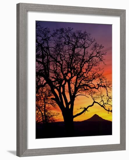 Oak Tree Framing Mt. Hood at Sunset, Columbia River Gorge National Scenic Area, Oregon, USA-Steve Terrill-Framed Photographic Print