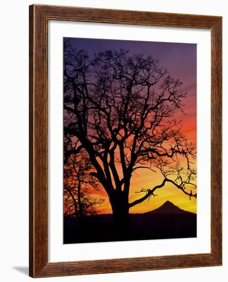 Oak Tree Framing Mt. Hood at Sunset, Columbia River Gorge National Scenic Area, Oregon, USA-Steve Terrill-Framed Photographic Print