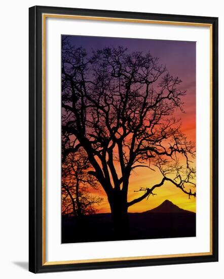 Oak Tree Framing Mt. Hood at Sunset, Columbia River Gorge National Scenic Area, Oregon, USA-Steve Terrill-Framed Photographic Print