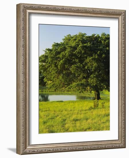 Oak Tree in a Field, Tucson, San Rafael Valley, Santa Cruz County, Arizona, USA-null-Framed Photographic Print