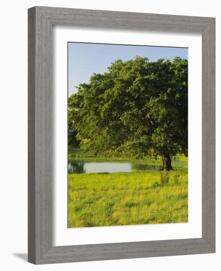 Oak Tree in a Field, Tucson, San Rafael Valley, Santa Cruz County, Arizona, USA-null-Framed Photographic Print