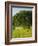 Oak Tree in a Field, Tucson, San Rafael Valley, Santa Cruz County, Arizona, USA-null-Framed Photographic Print