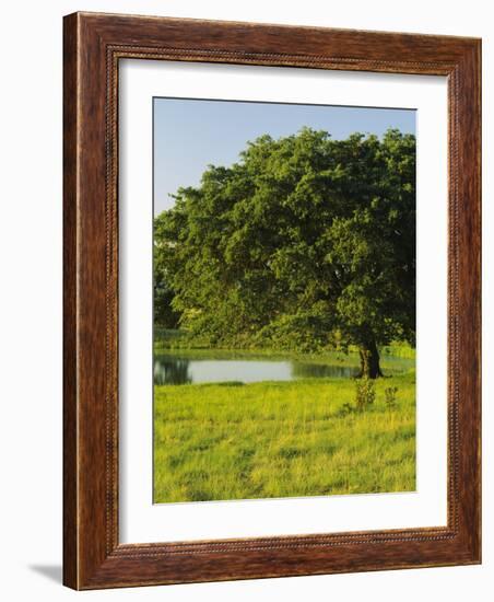 Oak Tree in a Field, Tucson, San Rafael Valley, Santa Cruz County, Arizona, USA-null-Framed Photographic Print