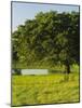 Oak Tree in a Field, Tucson, San Rafael Valley, Santa Cruz County, Arizona, USA-null-Mounted Photographic Print