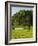 Oak Tree in a Field, Tucson, San Rafael Valley, Santa Cruz County, Arizona, USA-null-Framed Photographic Print