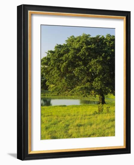 Oak Tree in a Field, Tucson, San Rafael Valley, Santa Cruz County, Arizona, USA-null-Framed Photographic Print