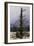 Oak Tree in the Snow-Caspar David Friedrich-Framed Giclee Print