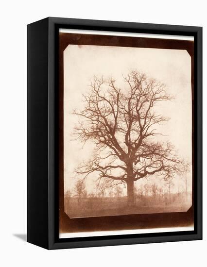 Oak Tree in Winter, Early 1840s-William Henry Fox Talbot-Framed Premier Image Canvas