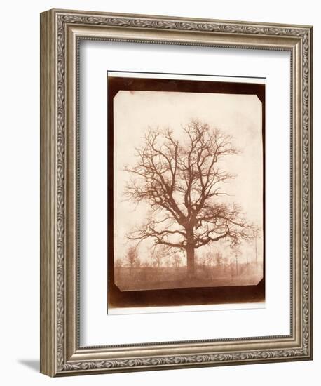 Oak Tree in Winter, Early 1840s-William Henry Fox Talbot-Framed Giclee Print