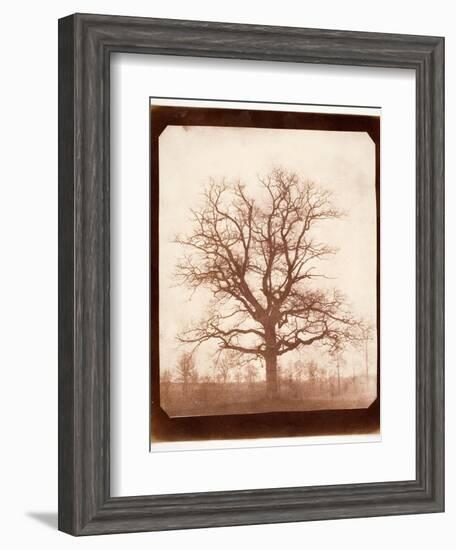 Oak Tree in Winter, Early 1840s-William Henry Fox Talbot-Framed Giclee Print