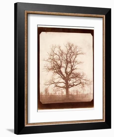 Oak Tree in Winter, Early 1840s-William Henry Fox Talbot-Framed Giclee Print