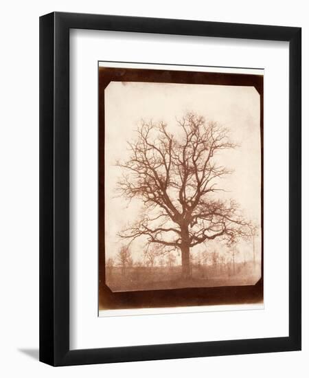 Oak Tree in Winter, Early 1840s-William Henry Fox Talbot-Framed Giclee Print