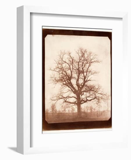 Oak Tree in Winter, Early 1840s-William Henry Fox Talbot-Framed Giclee Print