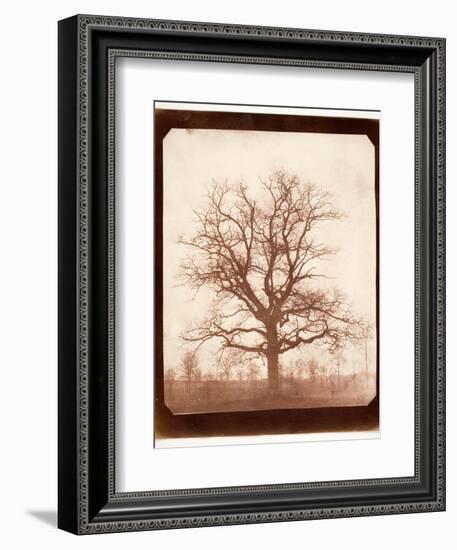 Oak Tree in Winter, Early 1840s-William Henry Fox Talbot-Framed Giclee Print