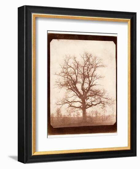 Oak Tree in Winter, Early 1840s-William Henry Fox Talbot-Framed Giclee Print