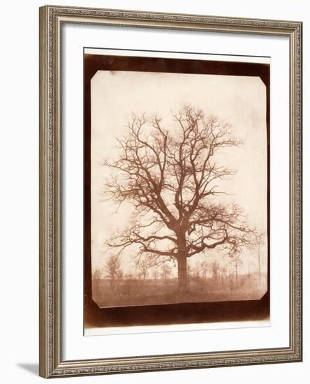 Oak Tree in Winter, Early 1840s-William Henry Fox Talbot-Framed Giclee Print