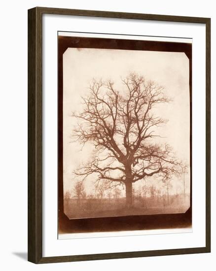 Oak Tree in Winter, Early 1840s-William Henry Fox Talbot-Framed Giclee Print