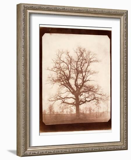 Oak Tree in Winter, Early 1840s-William Henry Fox Talbot-Framed Giclee Print