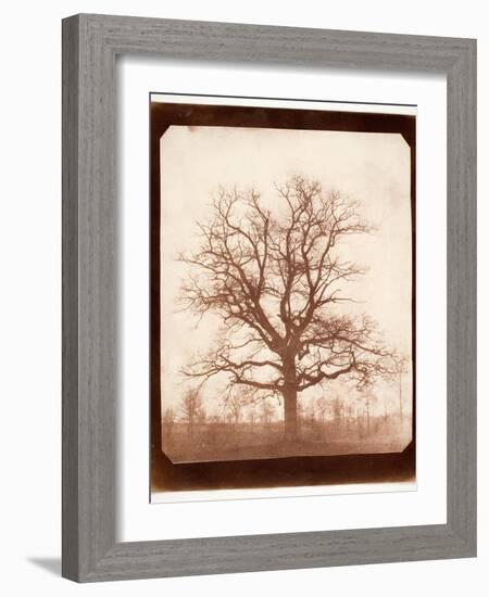 Oak Tree in Winter, Early 1840s-William Henry Fox Talbot-Framed Giclee Print