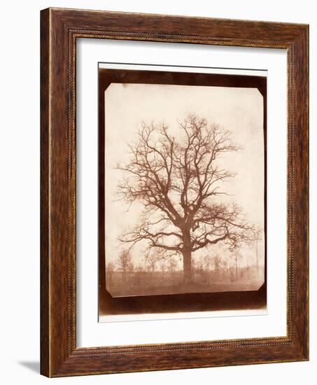Oak Tree in Winter, Early 1840s-William Henry Fox Talbot-Framed Giclee Print