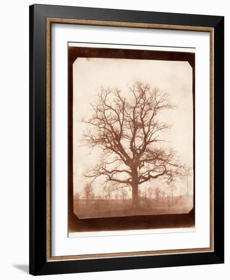 Oak Tree in Winter, Early 1840s-William Henry Fox Talbot-Framed Giclee Print