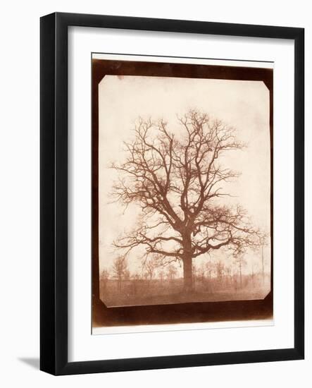 Oak Tree in Winter, Early 1840s-William Henry Fox Talbot-Framed Giclee Print