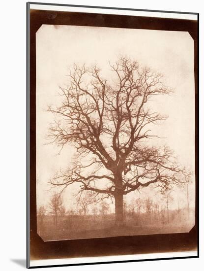 Oak Tree in Winter, Early 1840s-William Henry Fox Talbot-Mounted Giclee Print