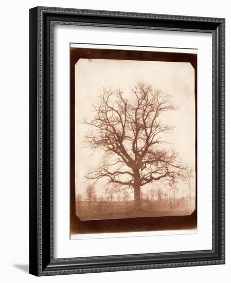 Oak Tree in Winter, Early 1840s-William Henry Fox Talbot-Framed Giclee Print