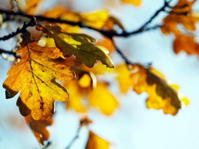 Oak Tree Leaves At Kenilworth Castle In Warwickshire Photographic Print Art Com