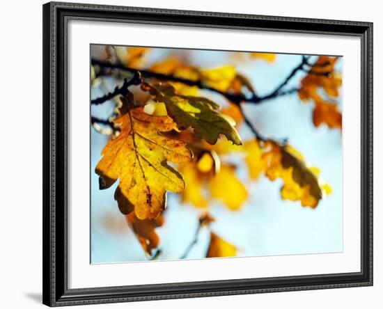 Oak Tree Leaves at Kenilworth Castle in Warwickshire-null-Framed Photographic Print