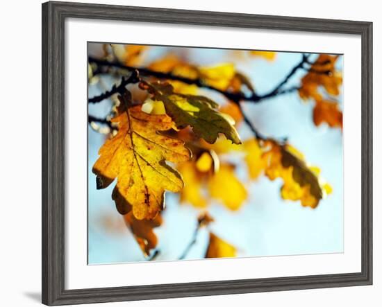 Oak Tree Leaves at Kenilworth Castle in Warwickshire-null-Framed Photographic Print