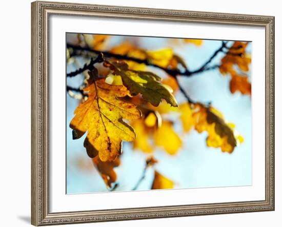 Oak Tree Leaves at Kenilworth Castle in Warwickshire-null-Framed Photographic Print