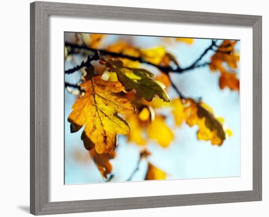 Oak Tree Leaves at Kenilworth Castle in Warwickshire-null-Framed Photographic Print
