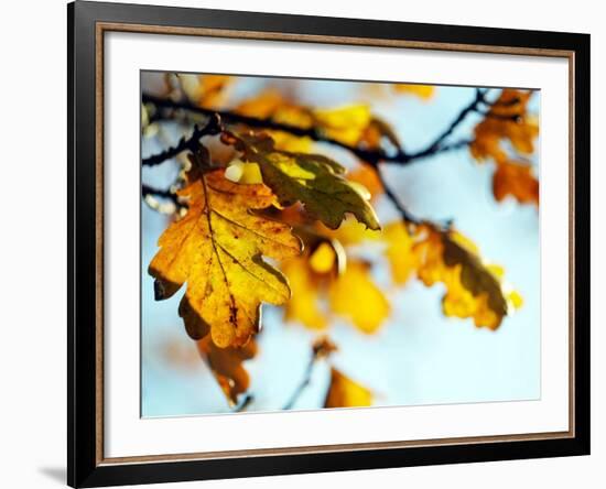 Oak Tree Leaves at Kenilworth Castle in Warwickshire-null-Framed Photographic Print