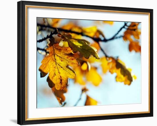 Oak Tree Leaves at Kenilworth Castle in Warwickshire-null-Framed Photographic Print