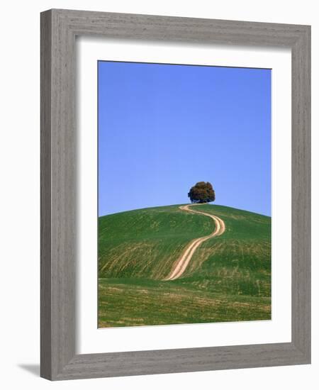 Oak tree on a field in the Tuscany-Herbert Kehrer-Framed Photographic Print
